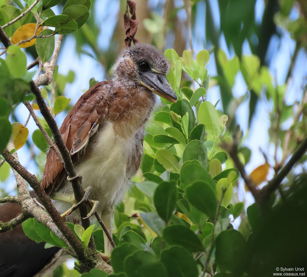 Boat-billed HeronPoussin