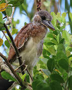 Boat-billed Heron