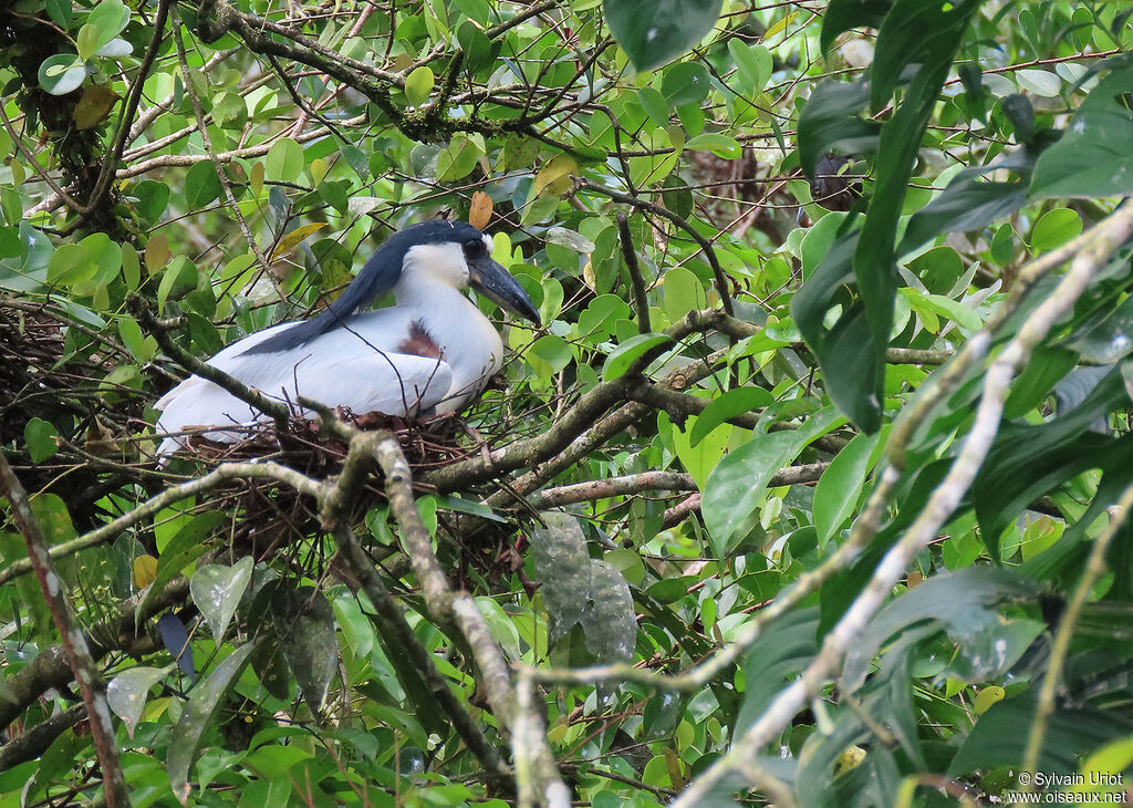 Boat-billed Heronadult