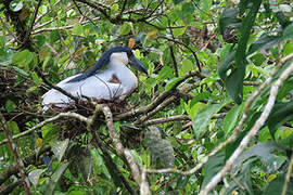 Boat-billed Heron