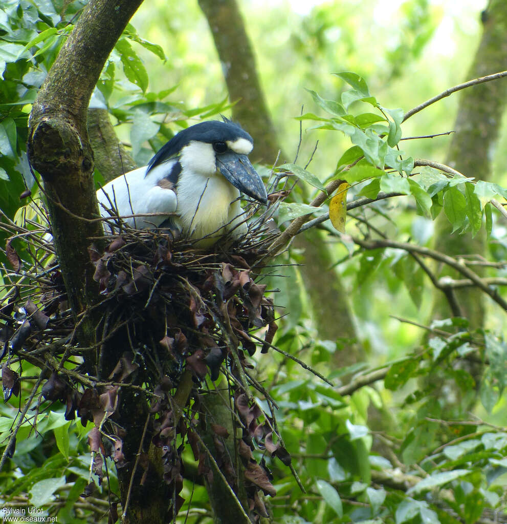 Boat-billed Heronadult, Reproduction-nesting