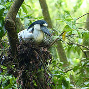 Boat-billed Heron