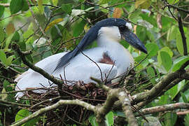 Boat-billed Heron