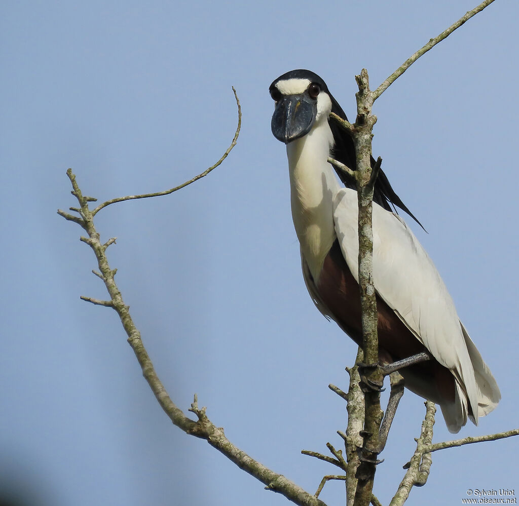 Boat-billed Heronadult