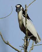 Boat-billed Heron