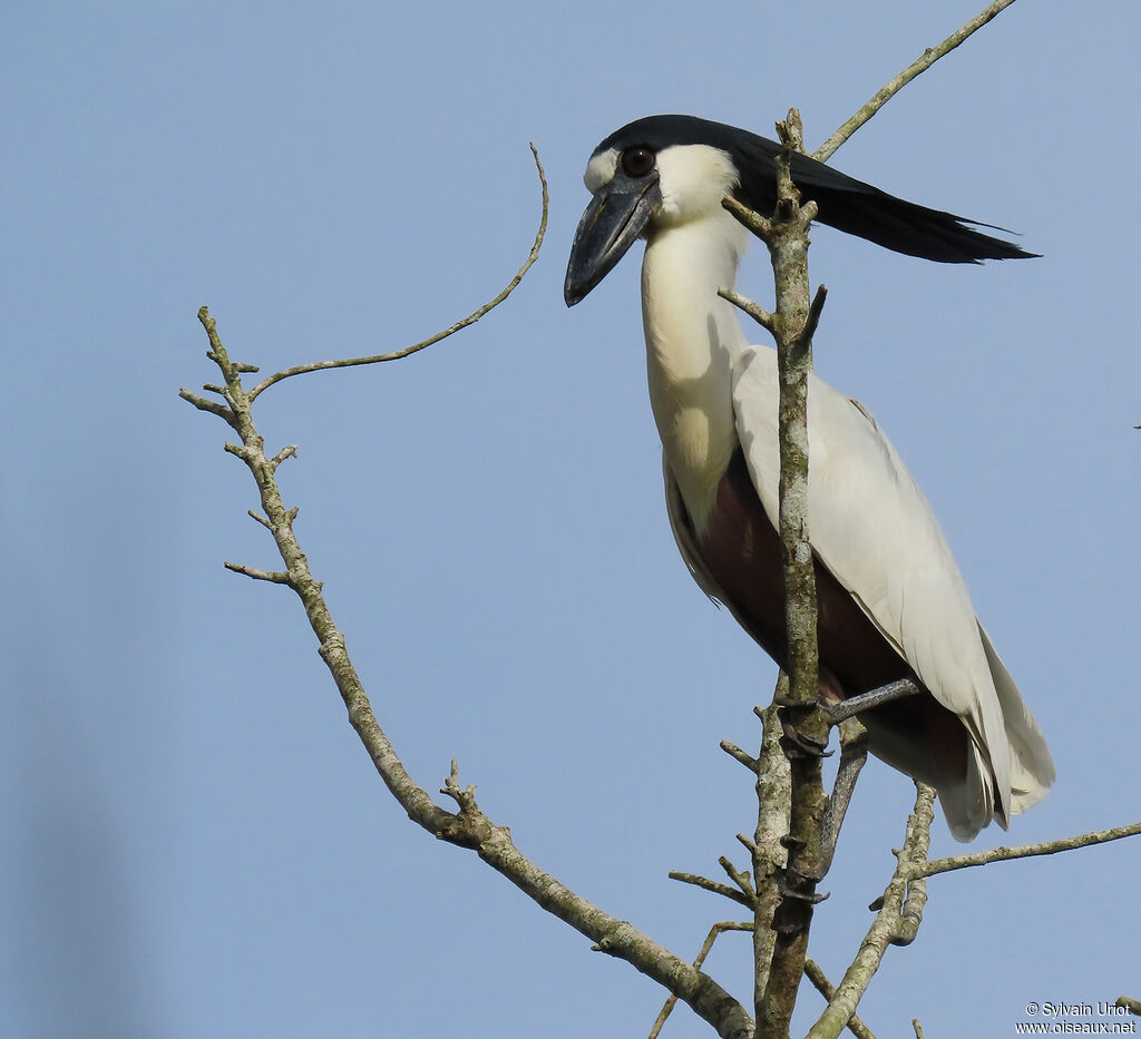 Boat-billed Heronadult