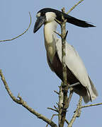 Boat-billed Heron