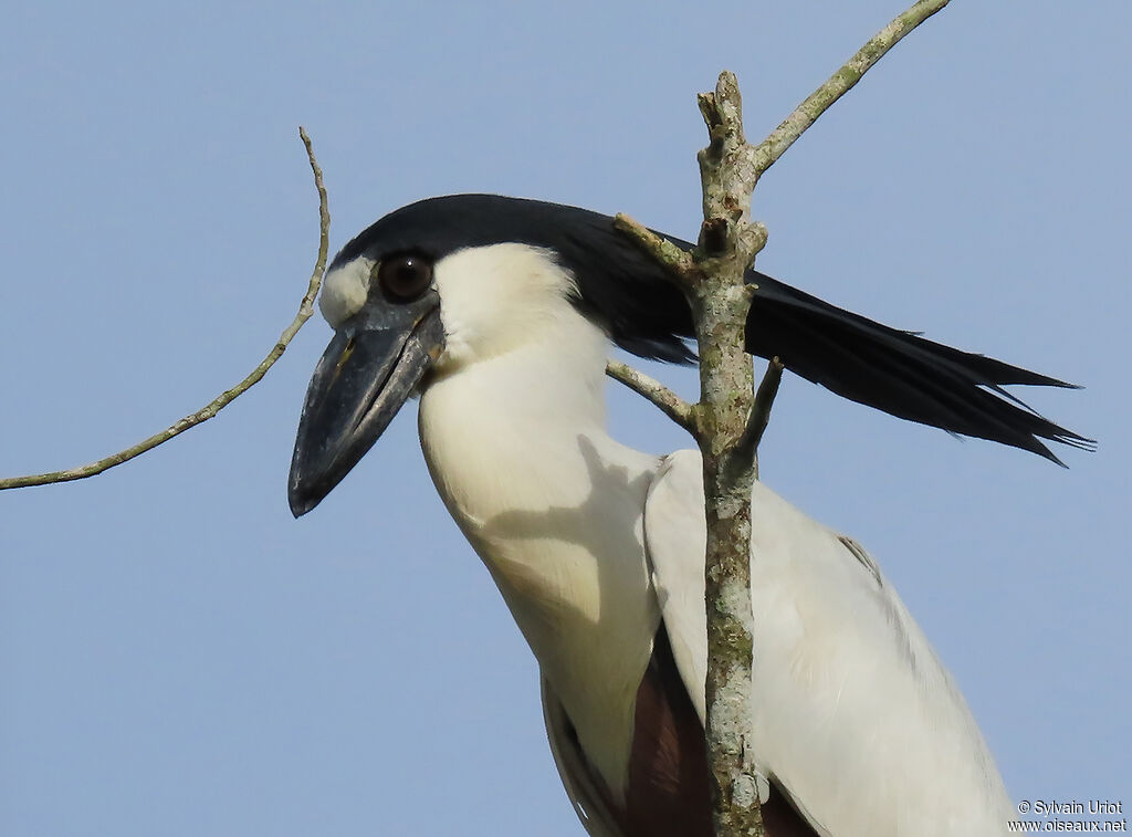 Boat-billed Heronadult