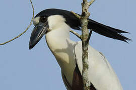 Boat-billed Heron