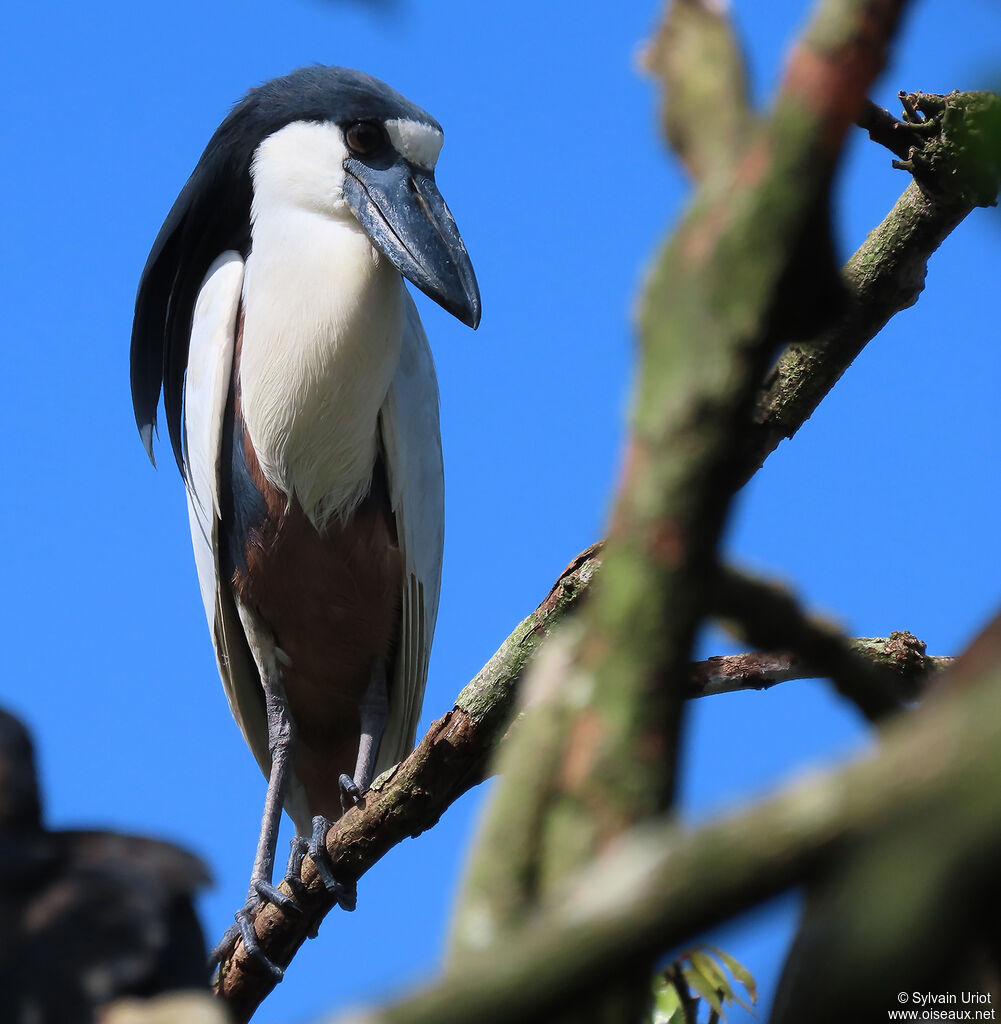 Boat-billed Heronadult