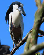 Boat-billed Heron