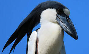 Boat-billed Heron