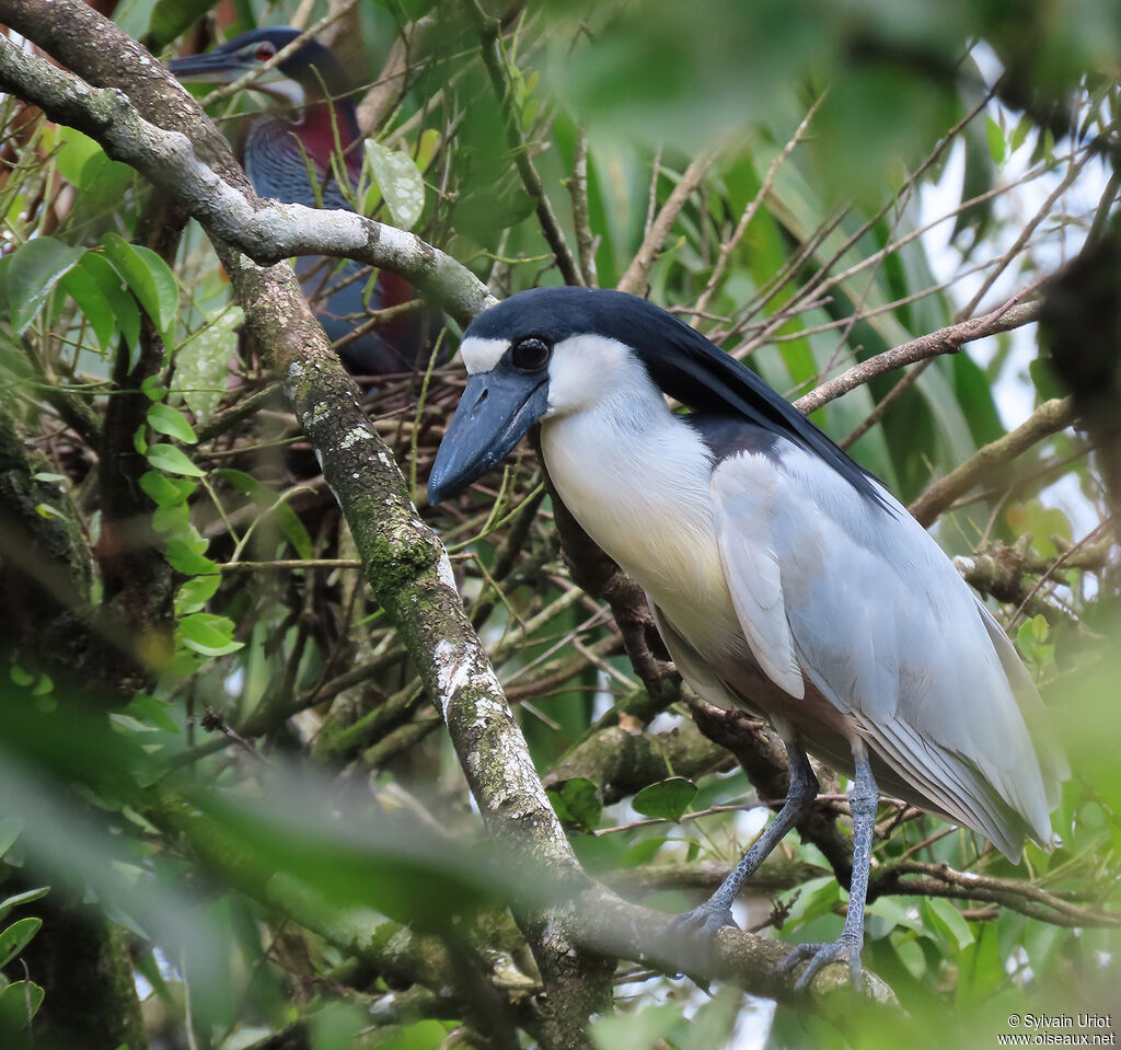 Boat-billed Heronadult