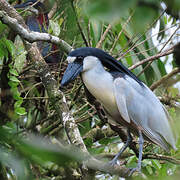 Boat-billed Heron