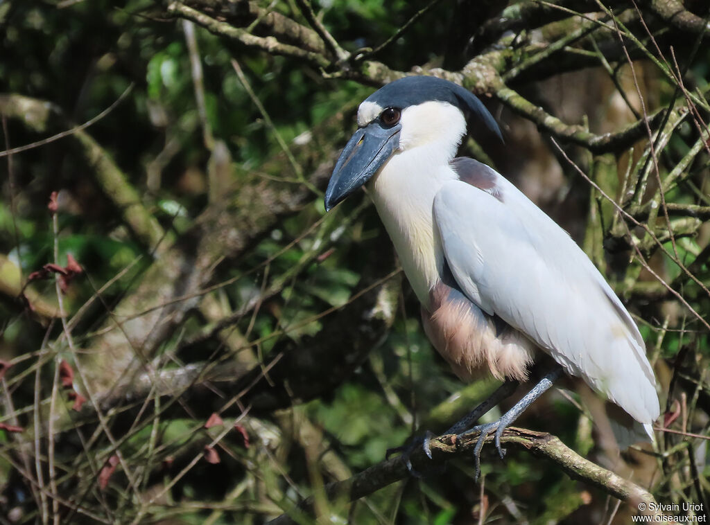 Boat-billed Heronadult