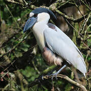 Boat-billed Heron