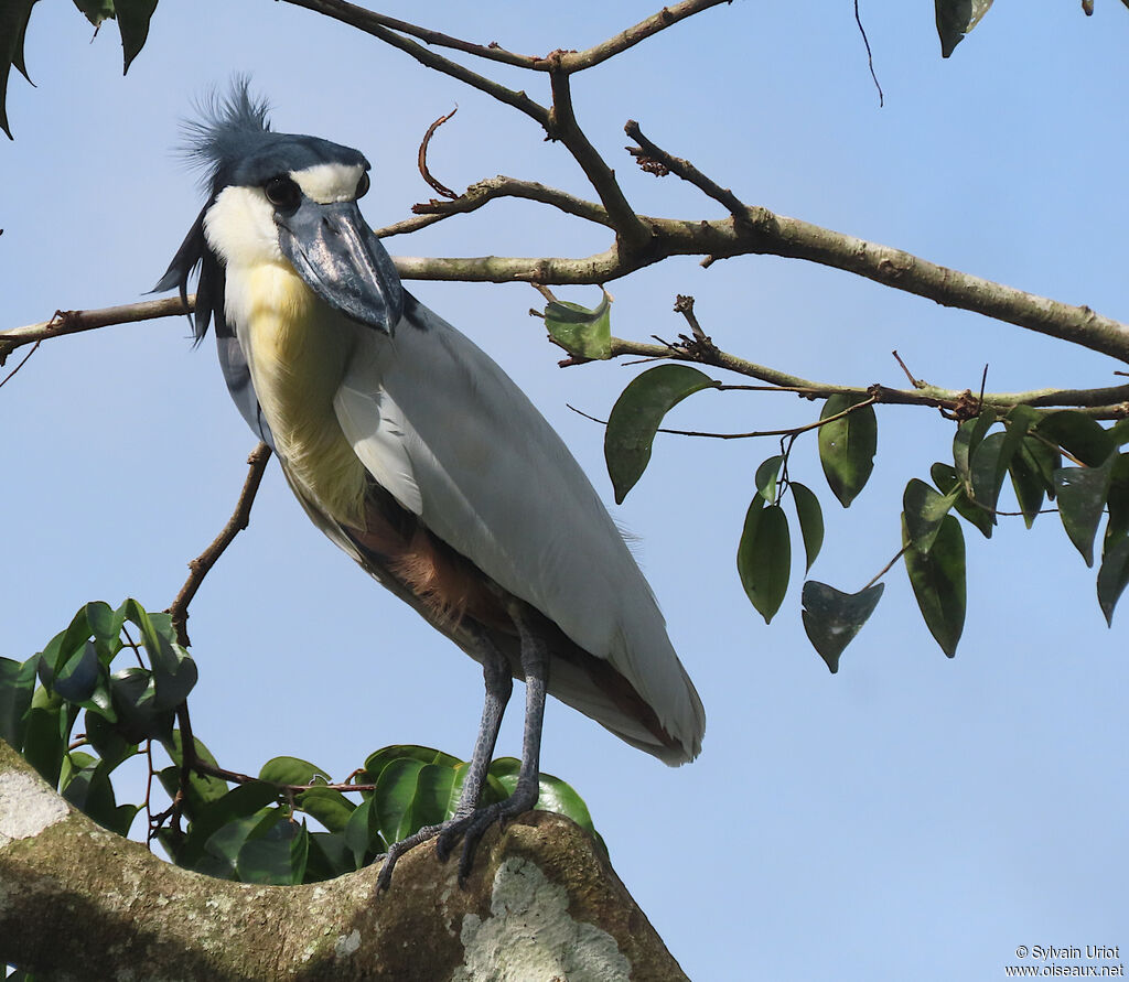 Boat-billed Heronadult