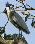 Boat-billed Heron