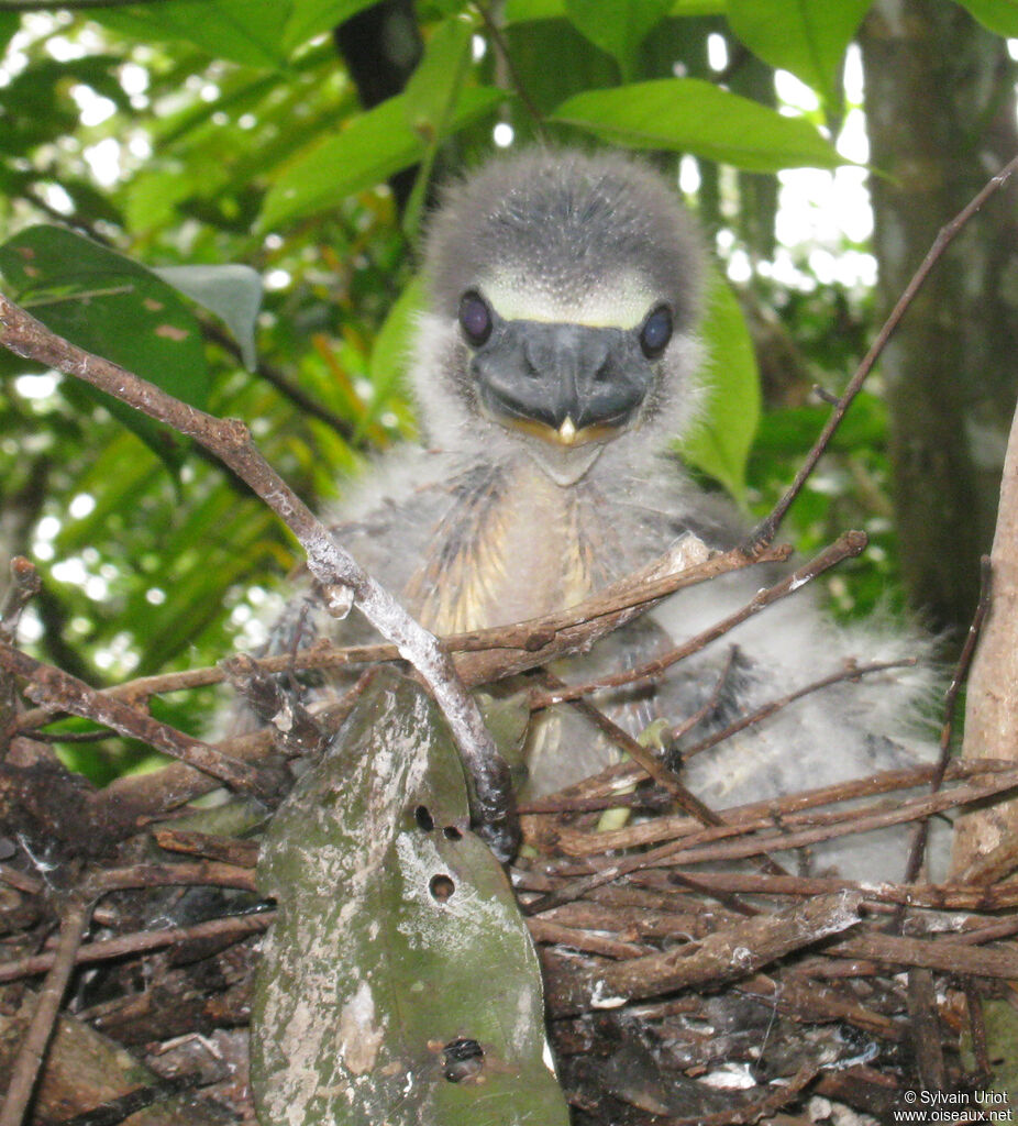 Boat-billed HeronPoussin