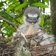 Boat-billed Heron