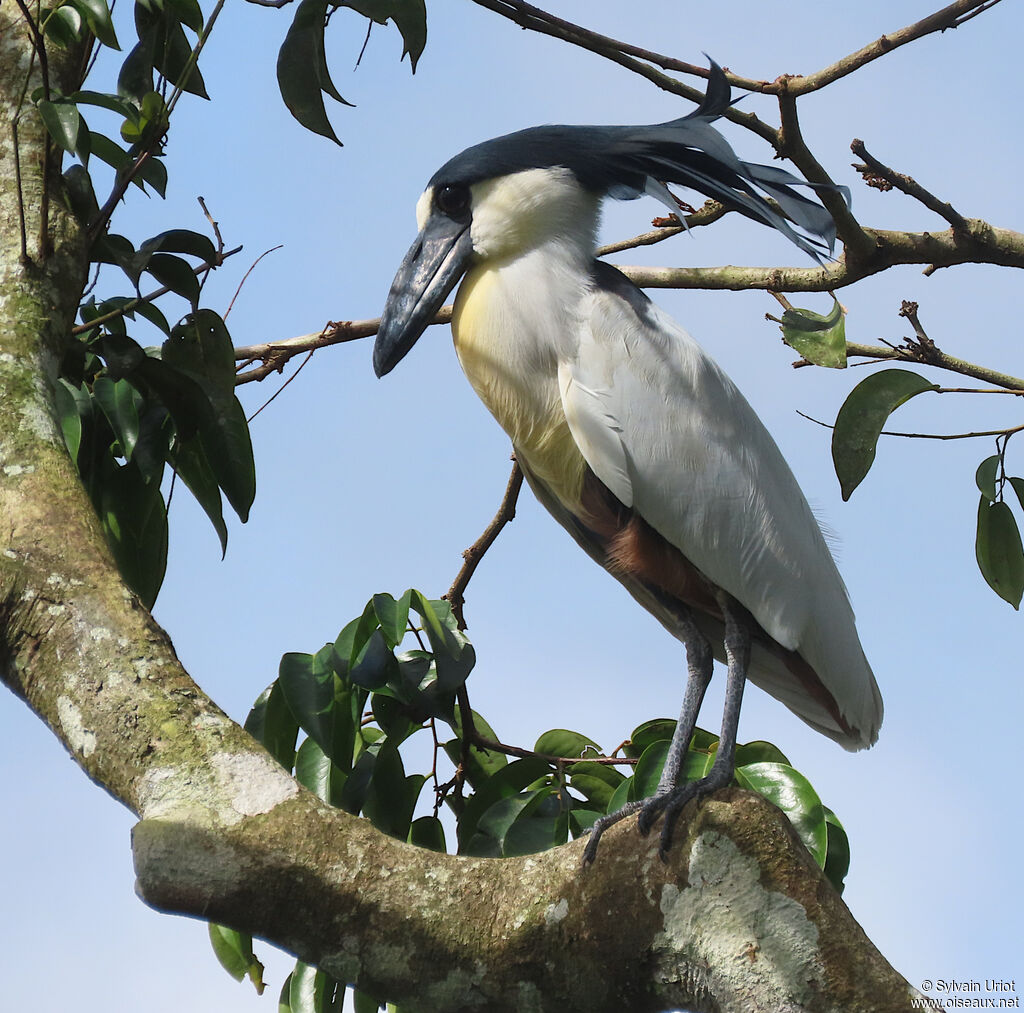 Boat-billed Heronadult