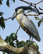 Boat-billed Heron