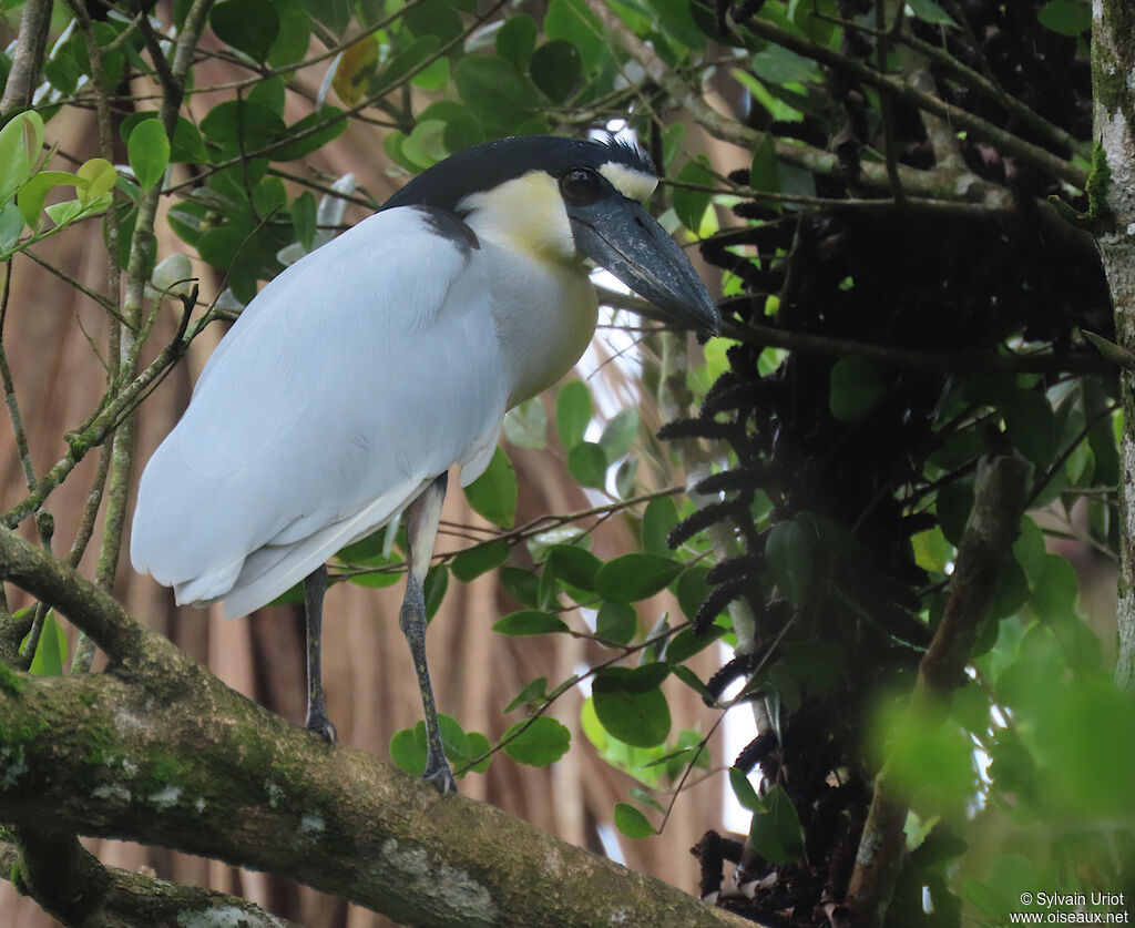 Boat-billed Heronadult