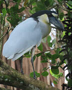 Boat-billed Heron