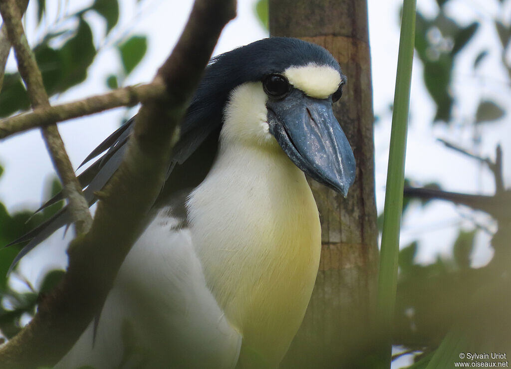 Boat-billed Heronadult