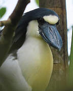 Boat-billed Heron