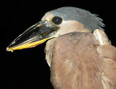 Boat-billed Heron