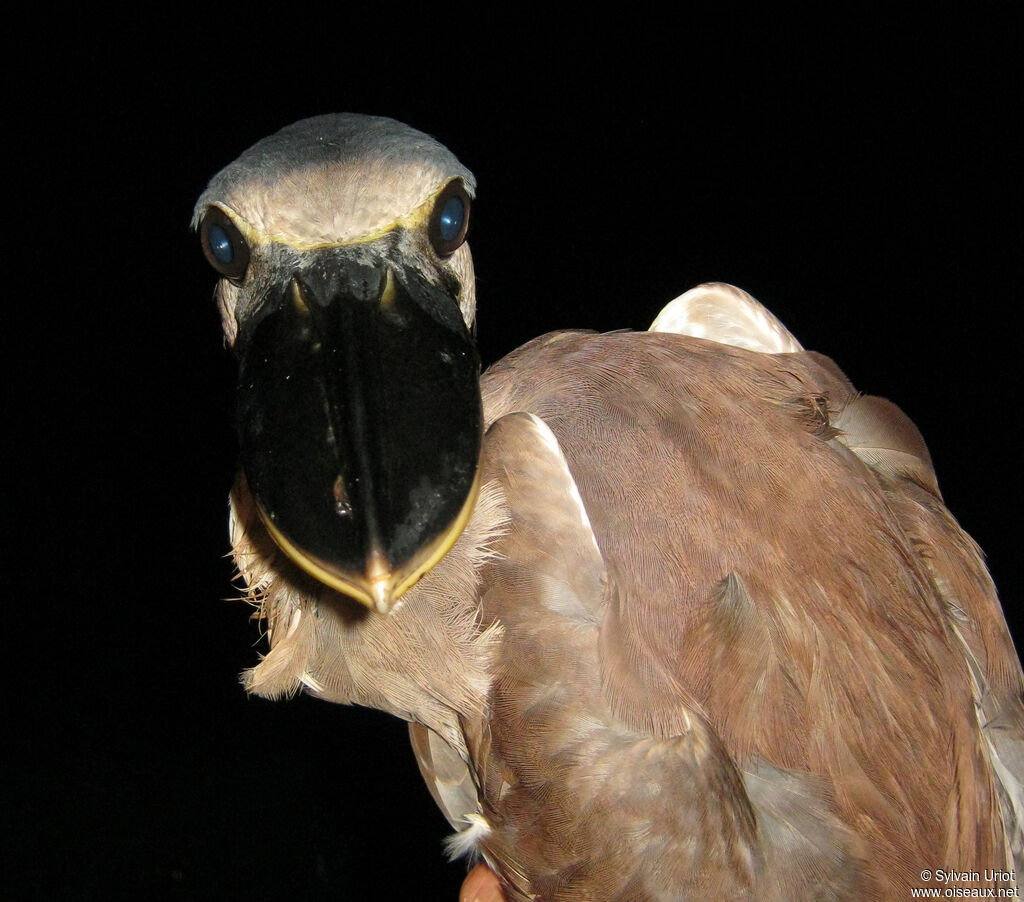 Boat-billed Heronimmature