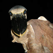 Boat-billed Heron