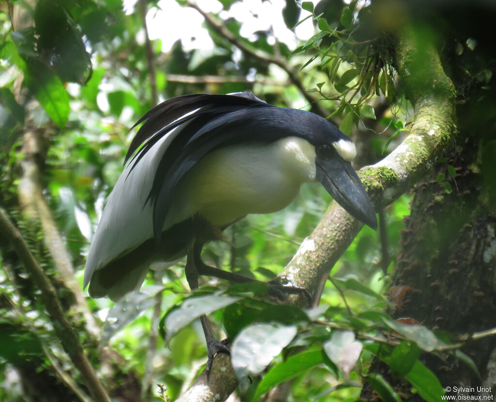 Boat-billed Heronadult breeding