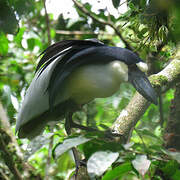 Boat-billed Heron