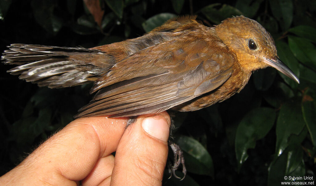 Short-billed Leaftosser