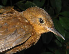 Short-billed Leaftosser