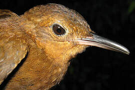 Short-billed Leaftosser