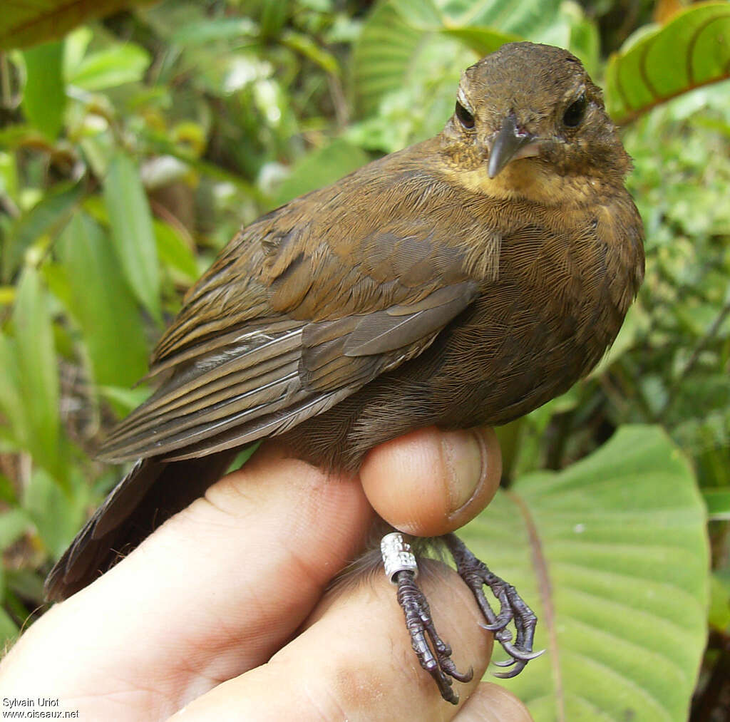 Short-billed Leaftosser, aspect