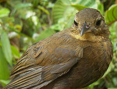 Short-billed Leaftosser