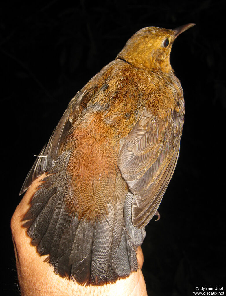 Short-billed Leaftosser