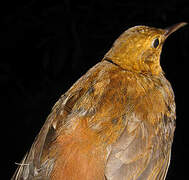 Short-billed Leaftosser