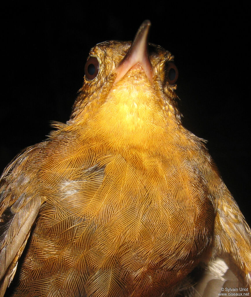 Short-billed Leaftosser