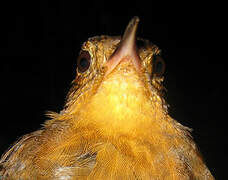 Short-billed Leaftosser