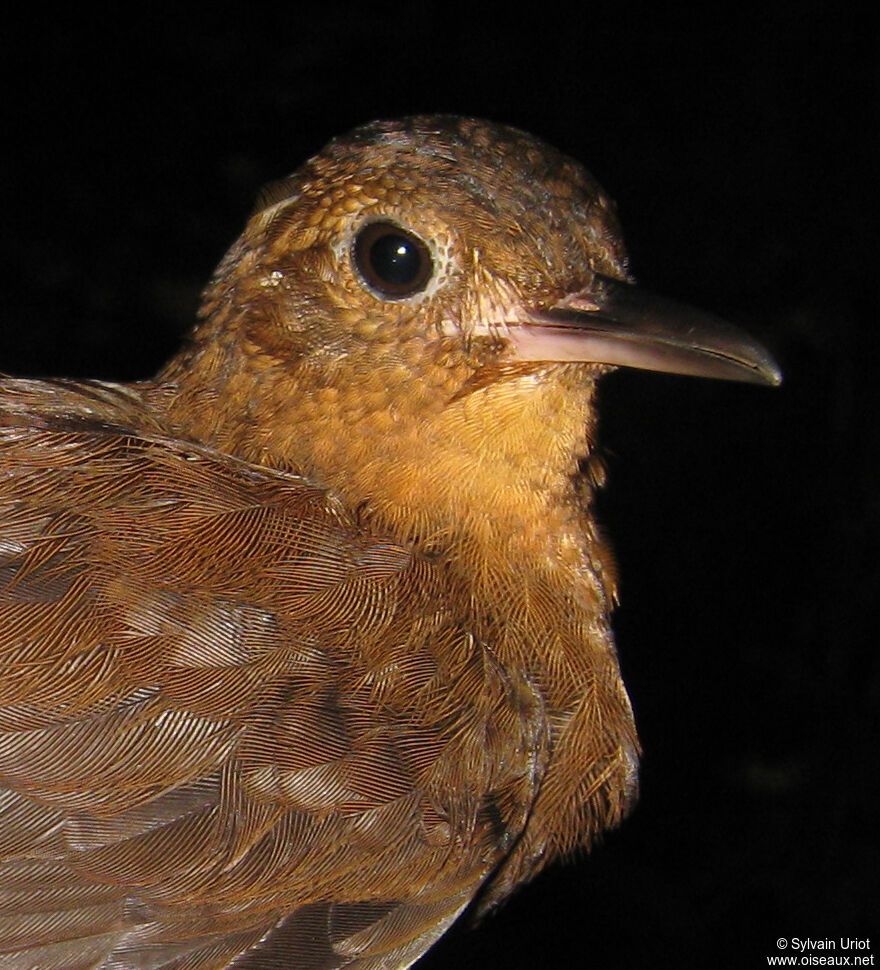 Short-billed Leaftosser