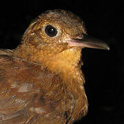 Short-billed Leaftosser