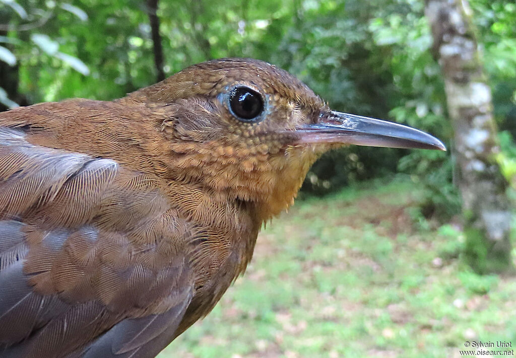 Short-billed Leaftosseradult