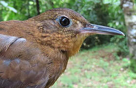 Short-billed Leaftosser