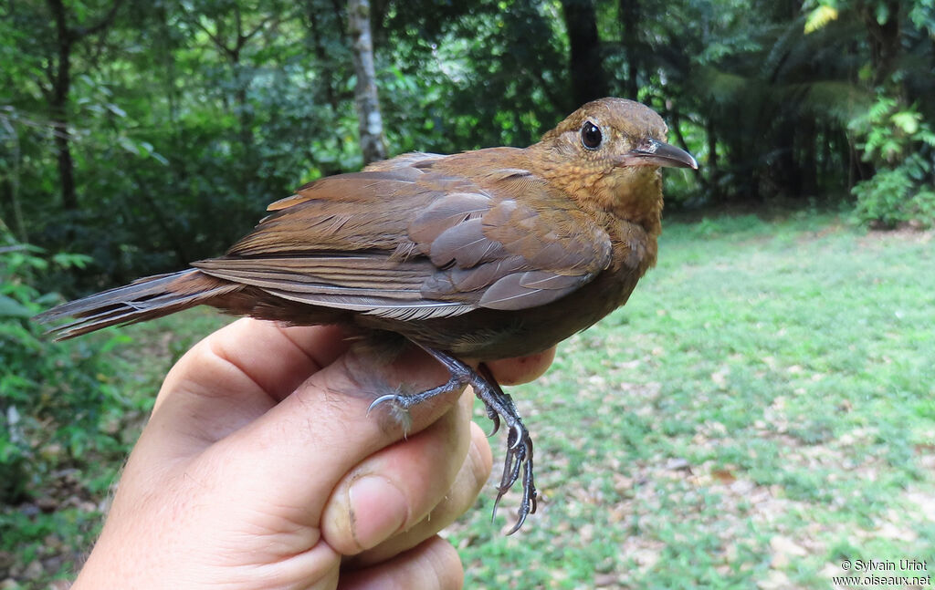 Short-billed Leaftosseradult