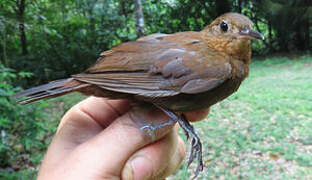 Short-billed Leaftosser